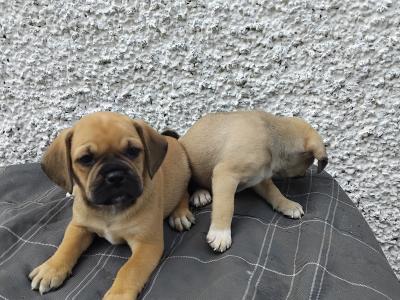 Puggle (Pug x Beagle) puppies in Kilkenny