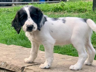 Cocker Spaniel puppies in Tipperary