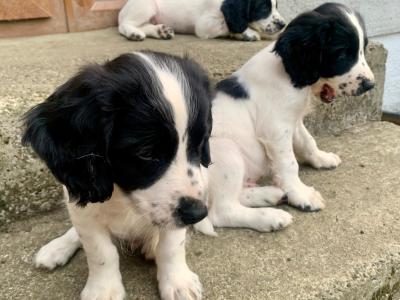 Cocker Spaniel puppies in Tipperary