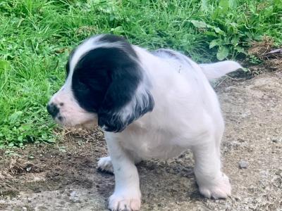 Cocker Spaniel puppies in Tipperary