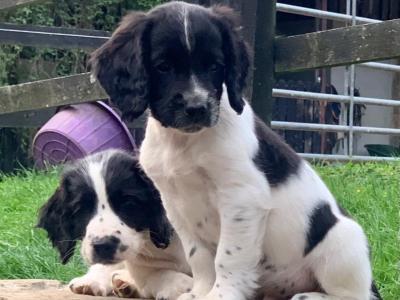 Cocker Spaniel puppies in Tipperary