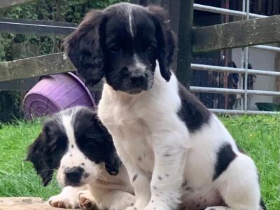Cocker Spaniel puppies in Tipperary