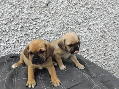 Puggle (Pug x Beagle) puppies in Kilkenny