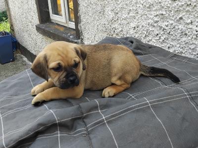 Puggle (Pug x Beagle) puppies in Kilkenny