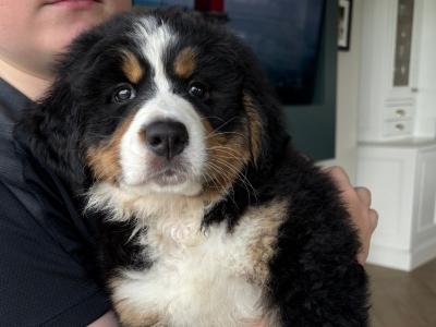 Beautiful Bernese Mountain puppies for sale in Louth