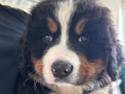 Beautiful Bernese Mountain puppies for sale in Louth