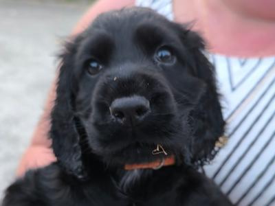All sold Cocker Spaniel puppy in Clare
