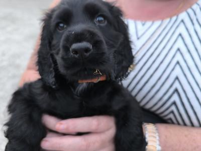 Cocker Spaniel puppies in Clare