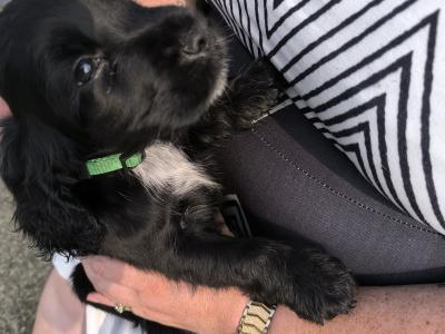 Cocker Spaniel puppies in Clare