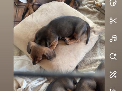 5 Adorable Dachshund puppies looking for Loving homes