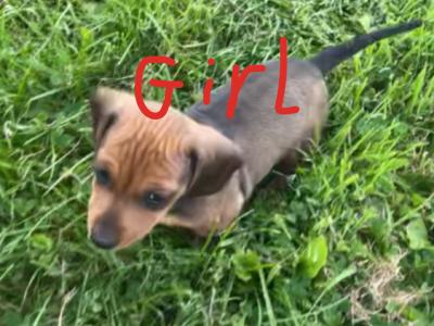5 Adorable Dachshund puppies looking for Loving homes