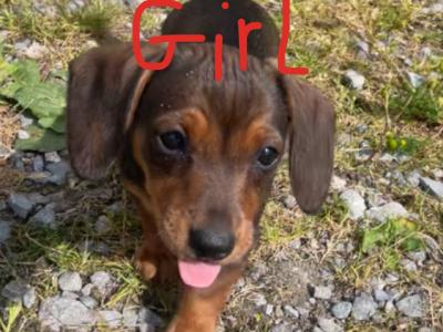 5 Adorable Dachshund puppies looking for Loving homes