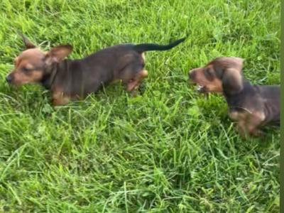 5 Adorable Dachshund puppies looking for Loving homes