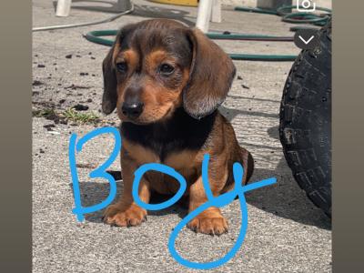 5 Adorable Dachshund puppies looking for Loving homes