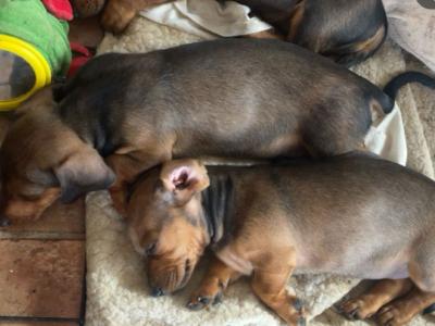 5 Adorable Dachshund puppies looking for Loving homes