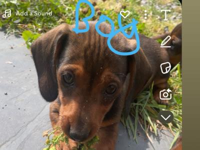5 Adorable Dachshund puppies looking for Loving homes
