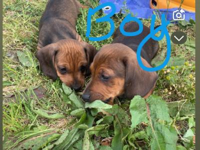 5 Adorable Dachshund puppies looking for Loving homes