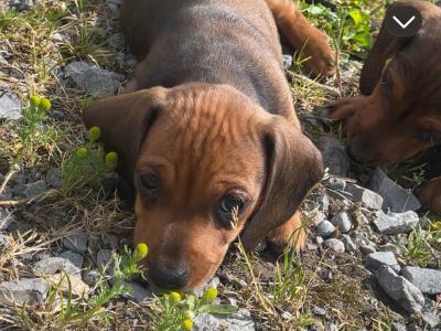 5 Adorable Dachshund puppies looking for Loving homes