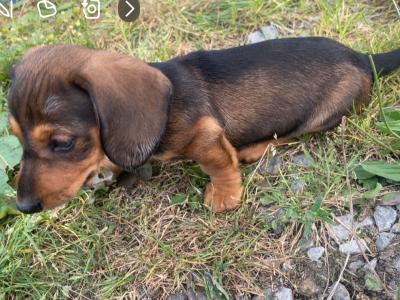 5 Adorable Dachshund puppies looking for Loving homes