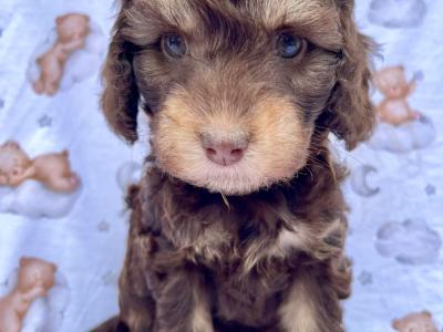 Vet checked miniature Doodle puppies Now available in Cavan