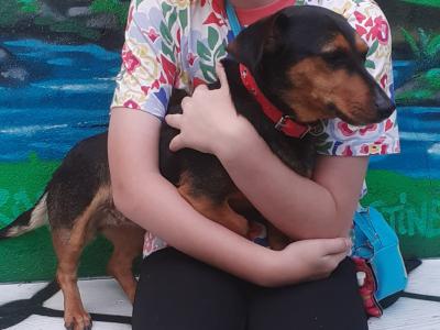 Female Miniature Dachshund dog in Leitrim