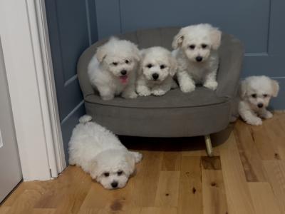 IKC Registered (pending) Bichon Frise puppies in Kerry