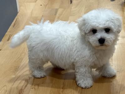 IKC Registered (pending) Bichon Frise puppies in Kerry