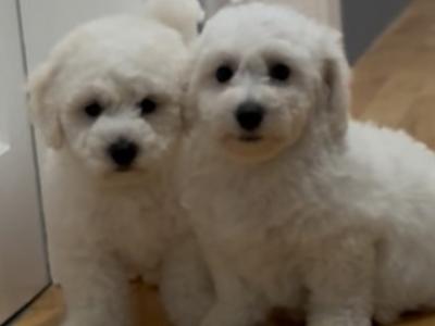 IKC Reg (pending) Bichon Frise puppies in Kerry