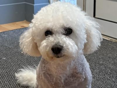 IKC Registered (pending) Bichon Frise puppies in Kerry