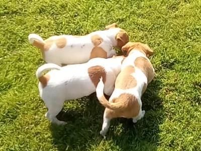 Jack Russell puppies in Cork