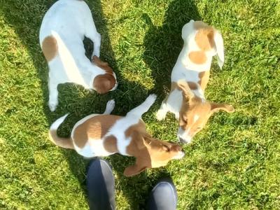 Jack Russell puppies in Cork