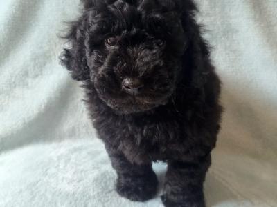 Stunning miniature Poodle puppies in Wexford