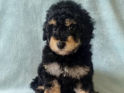 Stunning miniature Poodle puppies in Wexford