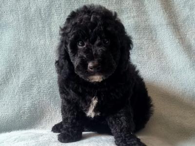 Stunning miniature Poodle puppies in Wexford