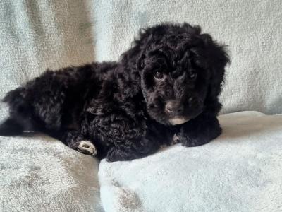 Stunning miniature Poodle puppies in Wexford