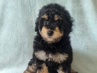 Stunning miniature Poodle puppies in Wexford