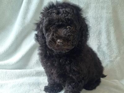 Stunning miniature Poodle puppies in Wexford