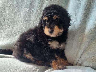 Stunning miniature Poodle puppies in Wexford
