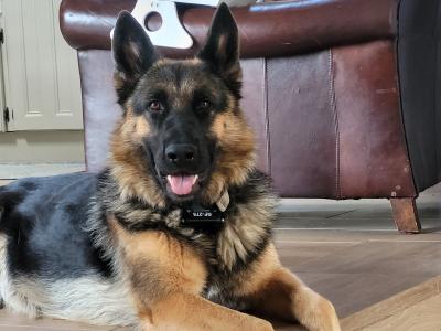 Ash is a 4 year old female German Shepherd in Laois