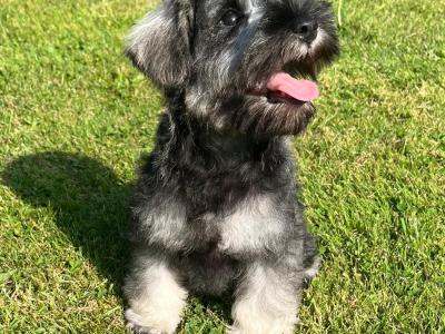 IKC Registered Schnauzer puppies – Genetically Health-tested Mammy & Very Well-bred ✨