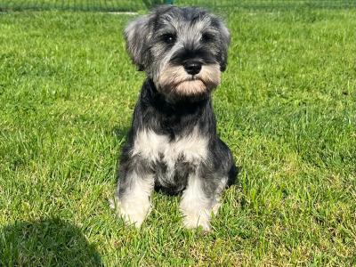 IKC Registered Schnauzer puppies – Genetically Health-tested Mammy & Very Well-bred ✨