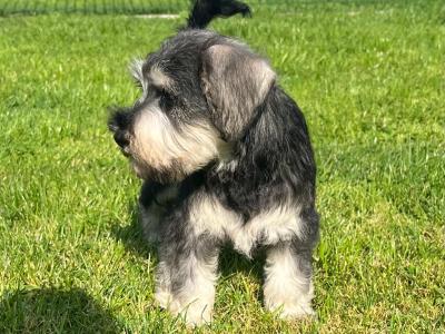 IKC Registered Schnauzer puppies – Genetically Health-tested Mammy & Very Well-bred ✨