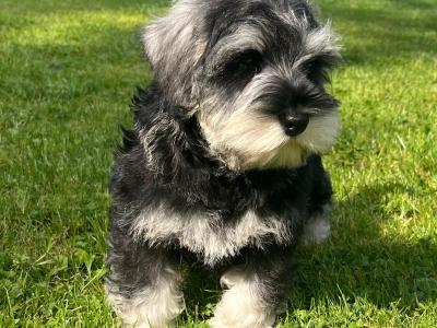 IKC Registered Schnauzer puppies – Genetically Health-tested Mammy & Very Well-bred ✨