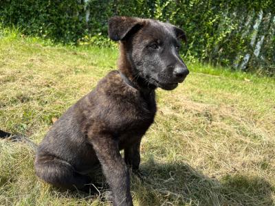 IKC Registered Dutch Shepherds puppies; Champion Pedigree; Purebred; Kennel Club Registered