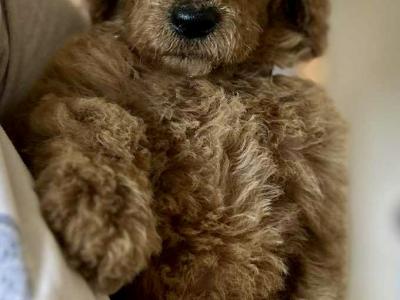 Standard Red Poodles IKC (pending) - Champion Lines - in Donegal