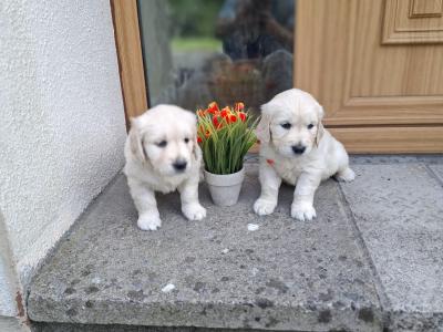 Purebred Golden Retriever puppies in Westmeath