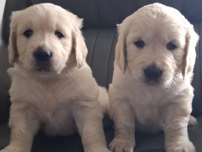 Purebred Golden Retriever puppies in Westmeath