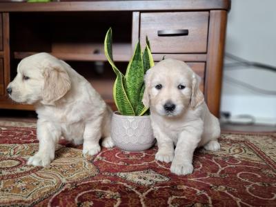 Purebred Golden Retriever puppies in Westmeath