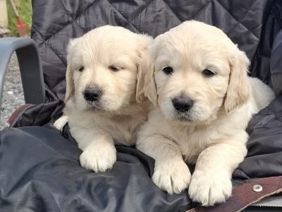 Purebred Golden Retriever puppies in Westmeath