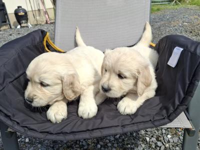 Purebred Golden Retriever puppies in Westmeath